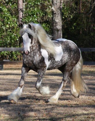 The Chocolate Silver Dapple Pinto Horse